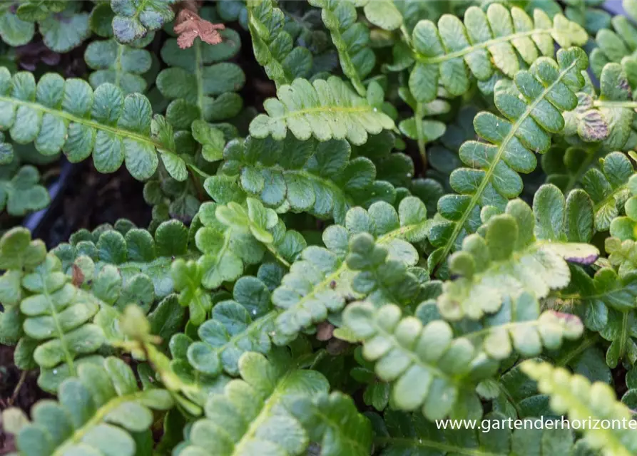 Blechnum penna-marina