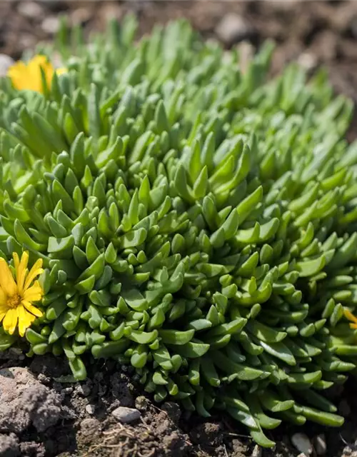 Delosperma lineare