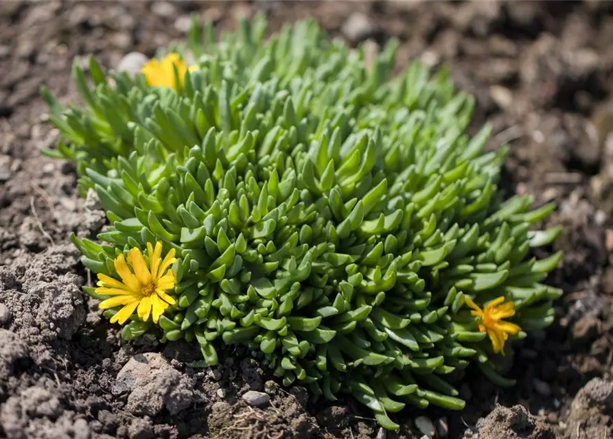 Delosperma lineare