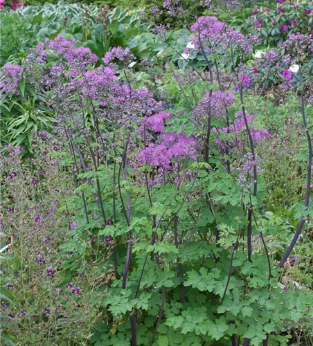 Akeleiblättrige Wiesenraute 'Black Stockings'