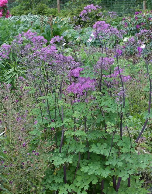 Akeleiblättrige Wiesenraute 'Black Stockings'