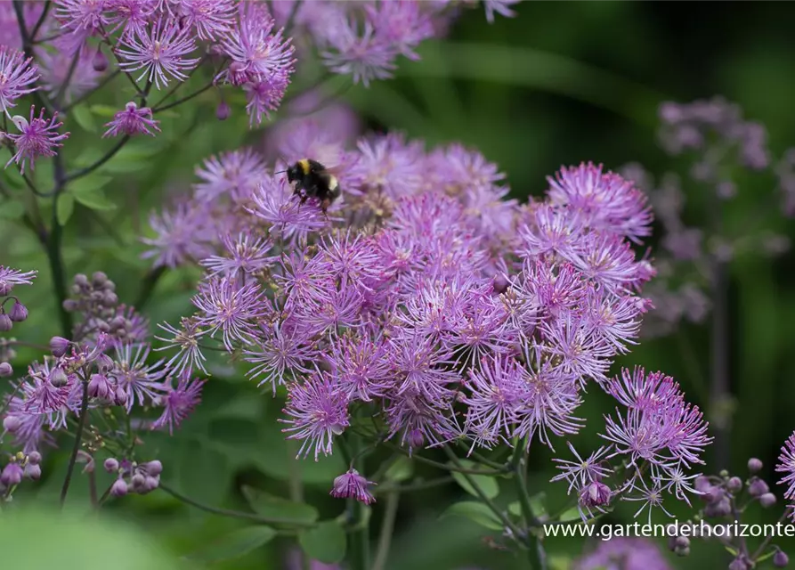 Akeleiblättrige Wiesenraute 'Black Stockings'