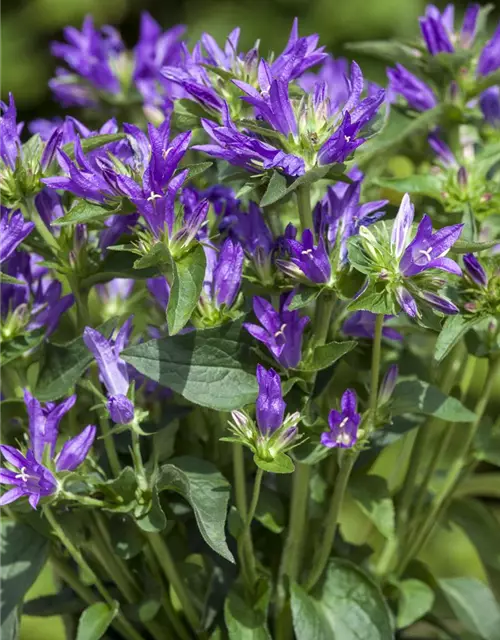 Campanula glomerata 'Acaulis'