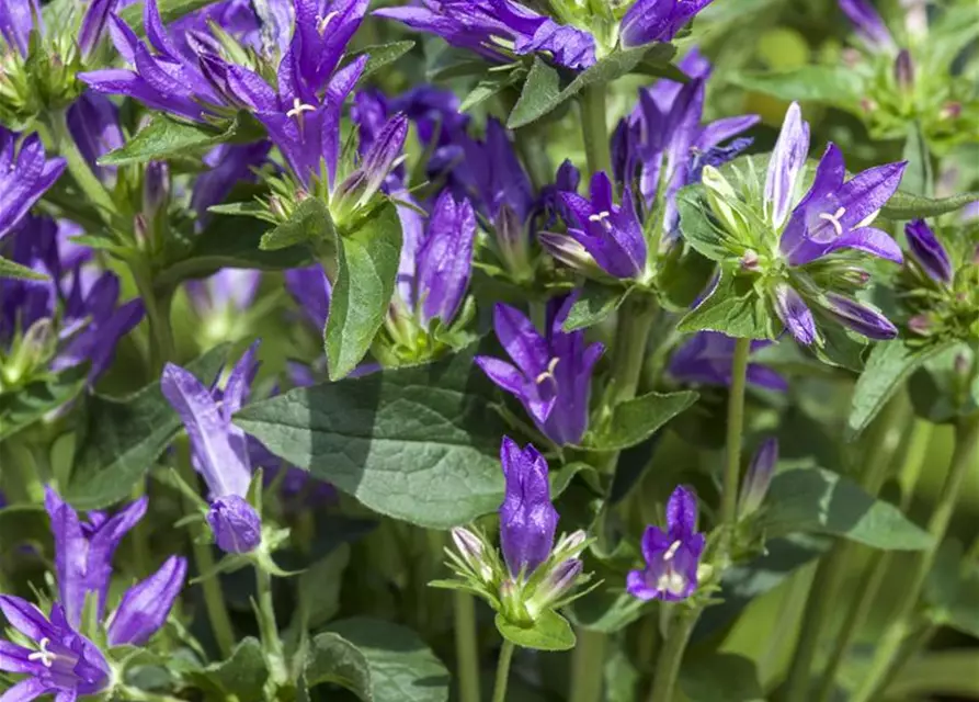 Campanula glomerata 'Acaulis'