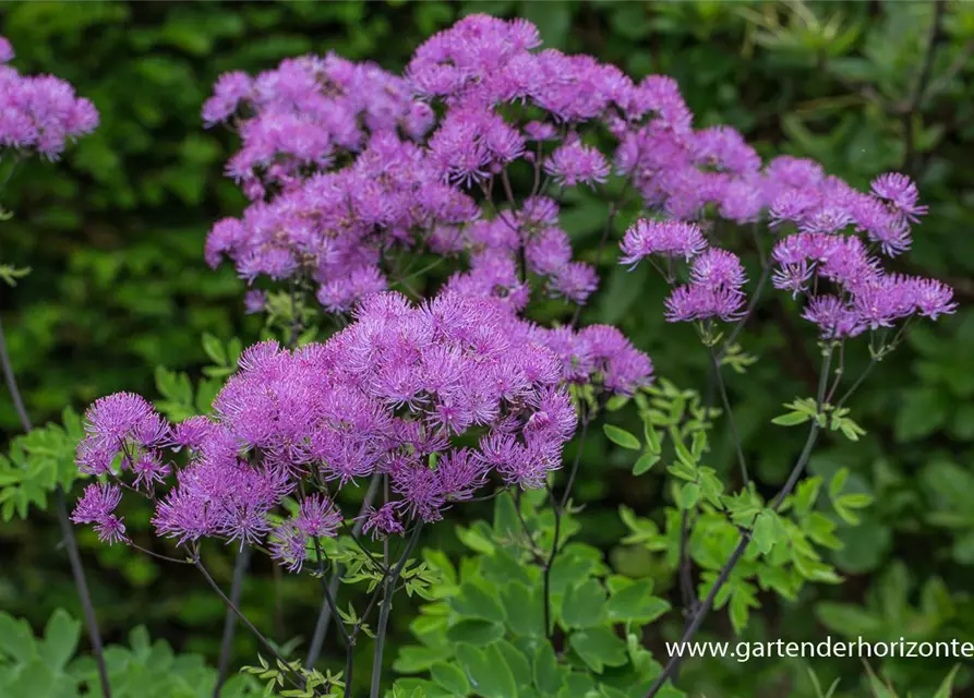 Akeleiblättrige Wiesenraute 'Black Stockings'