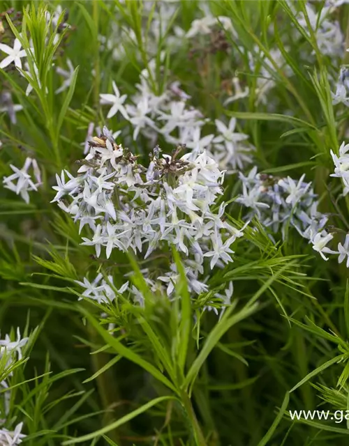 Amsonia