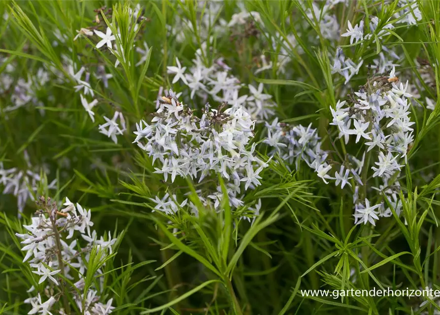 Amsonia