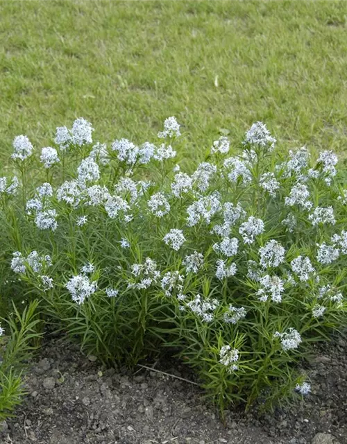 Amsonia