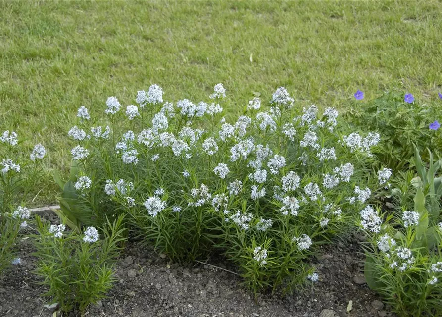 Amsonia