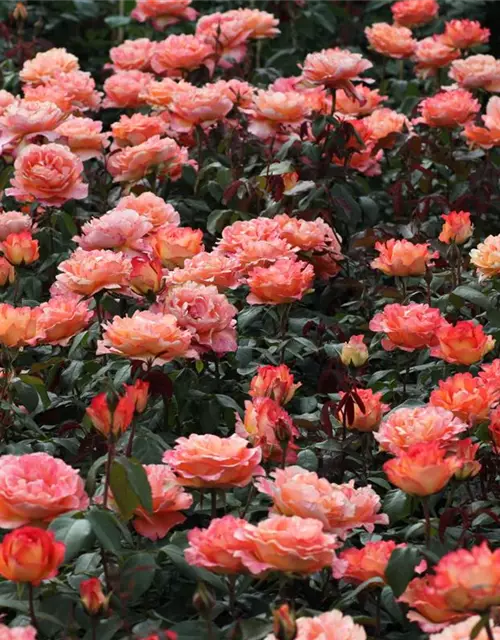 Edelrose 'Fairest Cape'