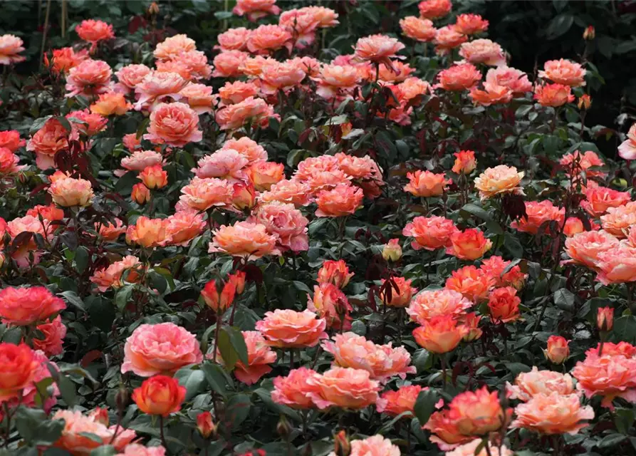 Edelrose 'Fairest Cape'