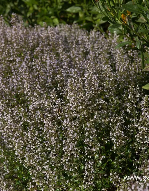 Calamintha nepeta 'Triumphator'