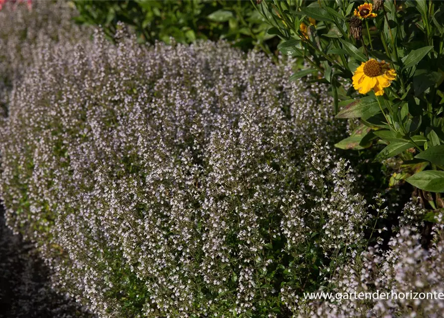 Calamintha nepeta 'Triumphator'