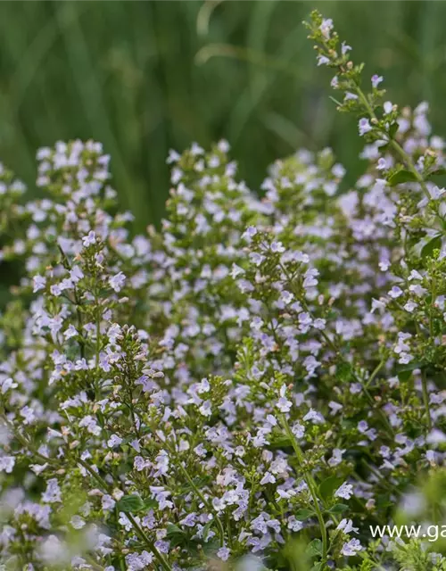 Calamintha nepeta 'Triumphator'