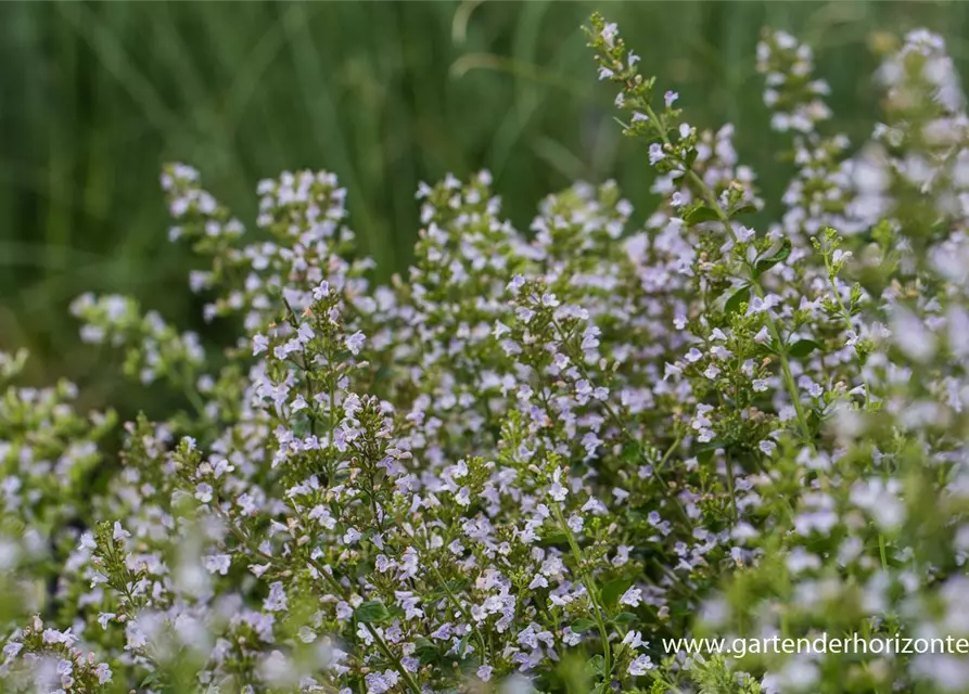 Calamintha nepeta 'Triumphator'