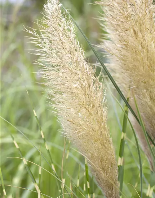 Cortaderia selloana 'Pumila'