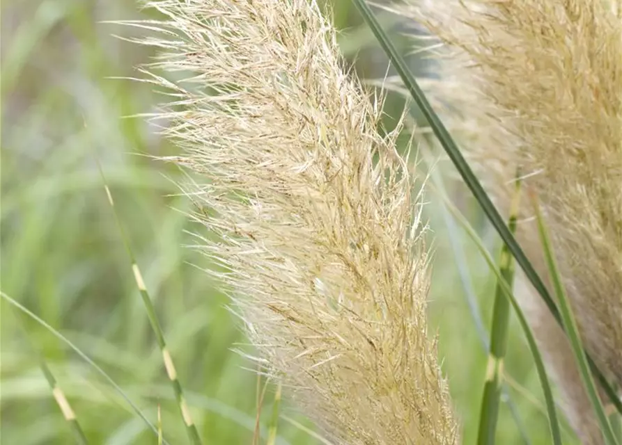 Cortaderia selloana 'Pumila'