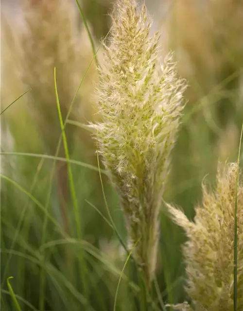 Cortaderia selloana 'Pumila'