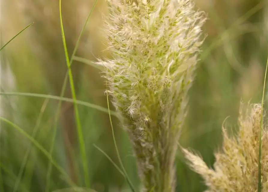 Cortaderia selloana 'Pumila'