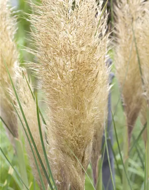 Cortaderia selloana 'Pumila'