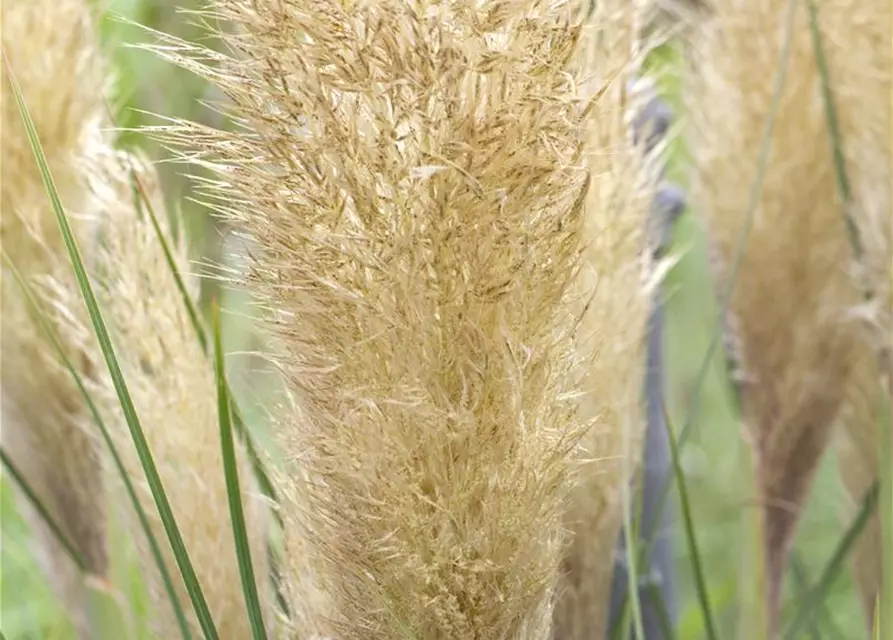 Cortaderia selloana 'Pumila'