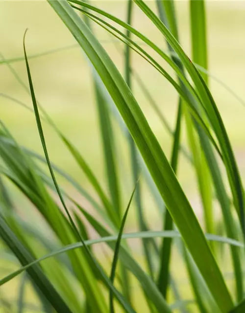 Cortaderia selloana 'Pumila'