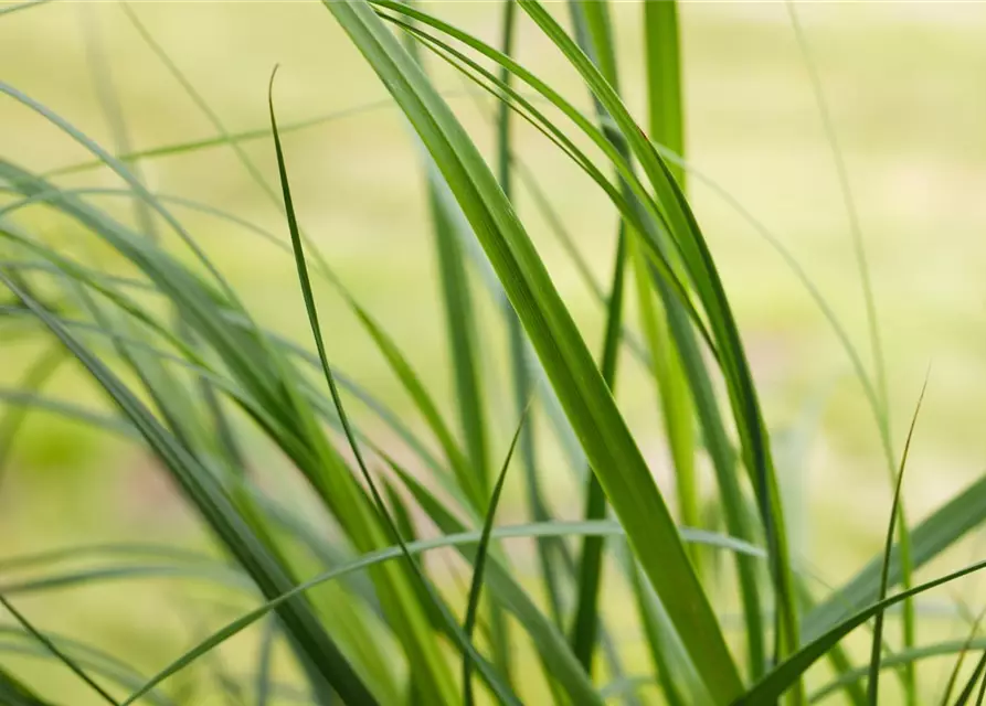 Cortaderia selloana 'Pumila'