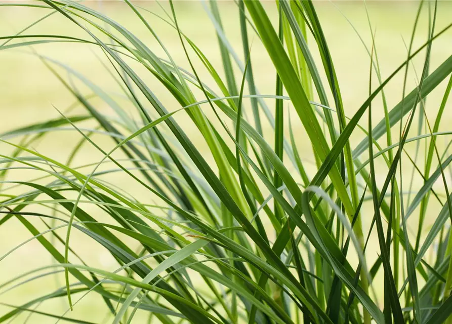 Cortaderia selloana 'Pumila'