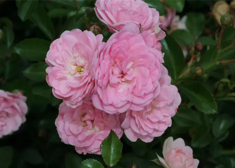 Bodendeckerrose 'The Fairy'