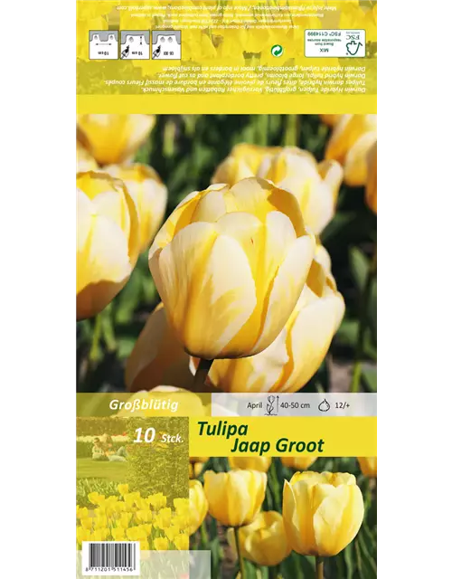 Tulpe 'Jaap Groot'