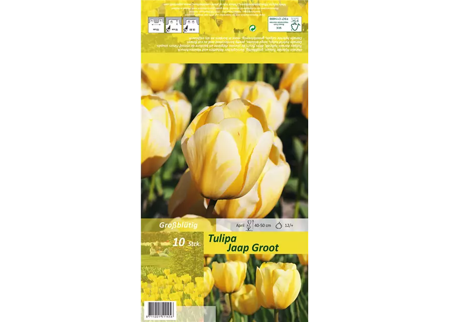 Tulpe 'Jaap Groot'