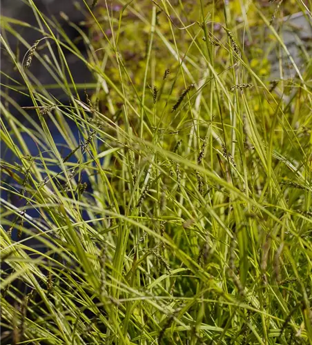 Carex sylvatica