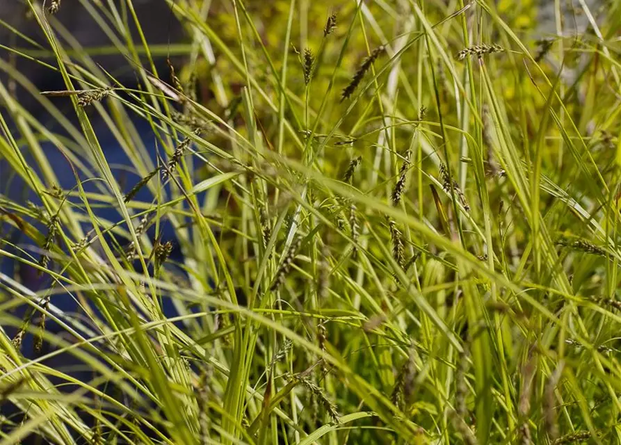 Carex sylvatica