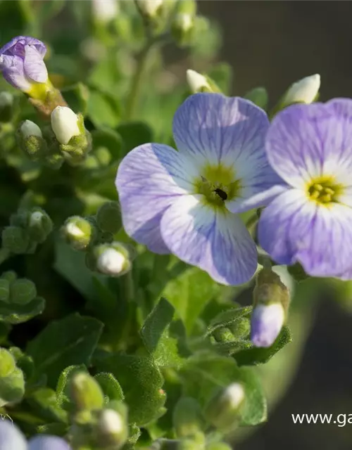 Aubrieta x cult.'Audrey Light Blue'