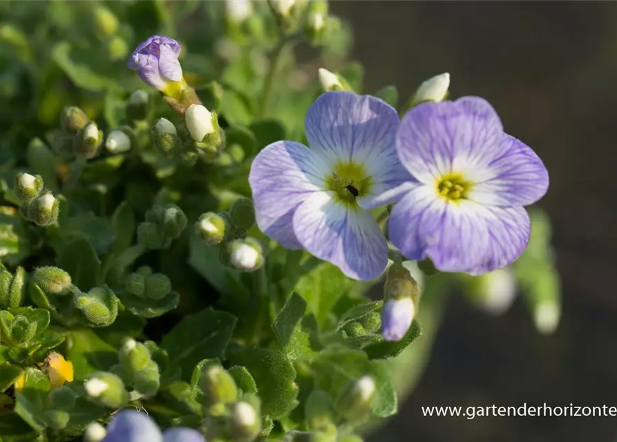 Aubrieta x cult.'Audrey Light Blue'