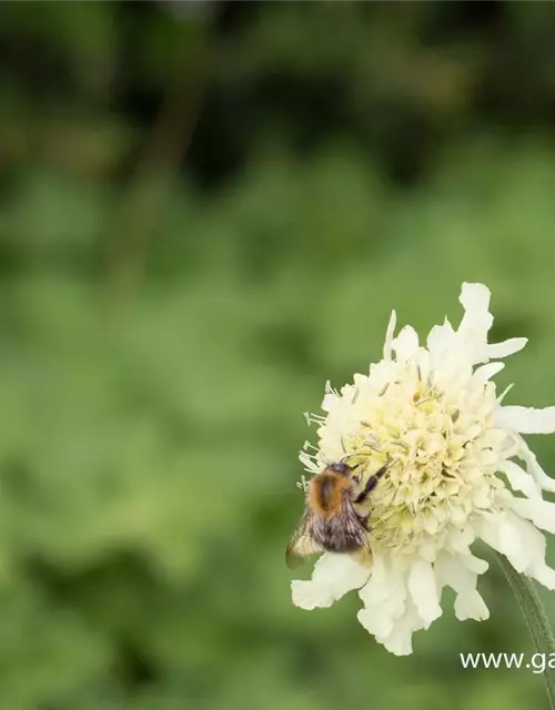 Cephalaria gigantea