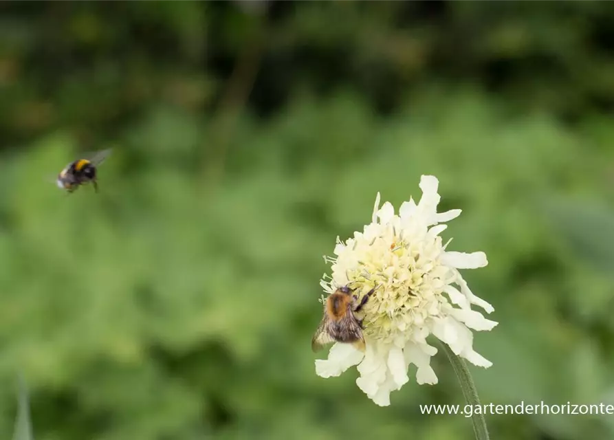 Cephalaria gigantea