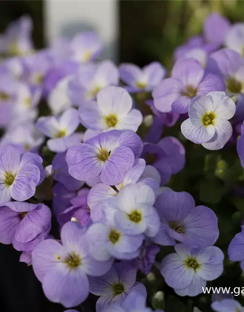 Aubrieta x cult.'Audrey Light Blue'