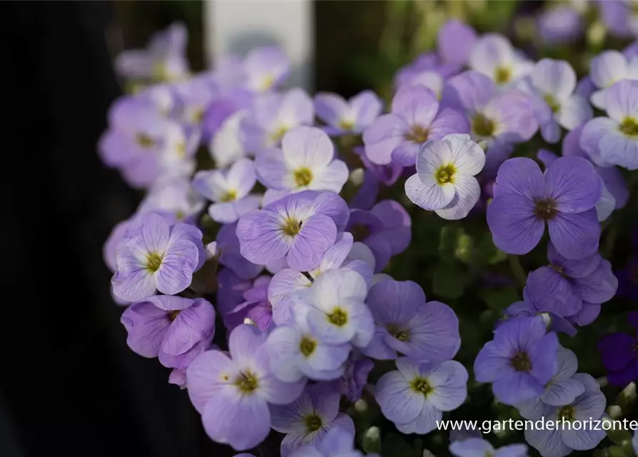 Aubrieta x cult.'Audrey Light Blue'