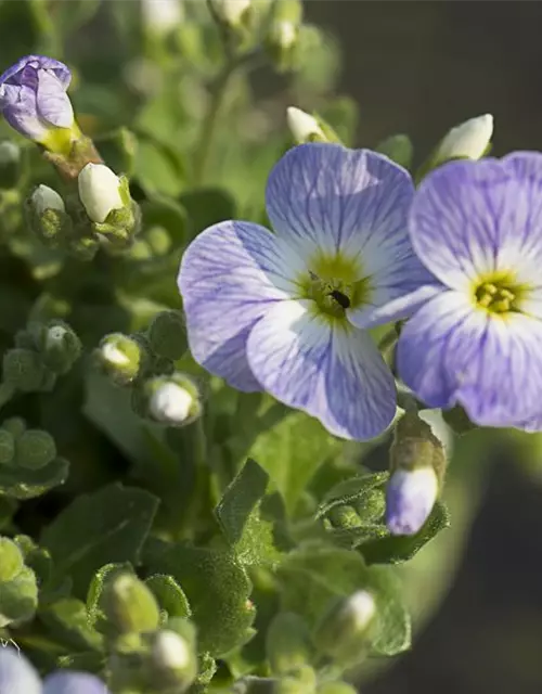 Aubrieta x cult.'Audrey Light Blue'