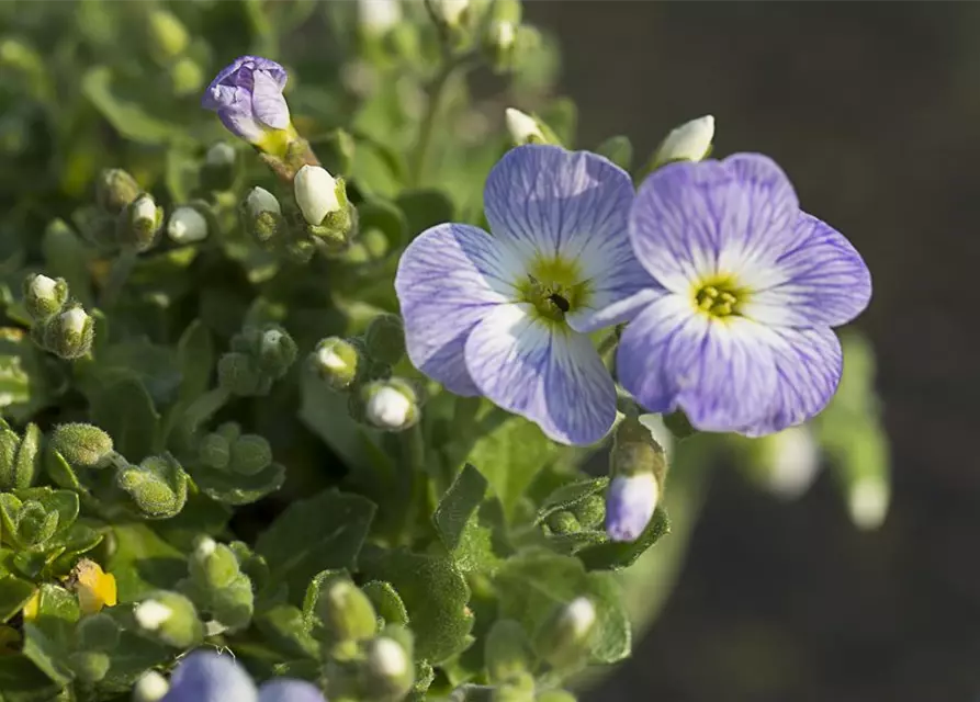 Aubrieta x cult.'Audrey Light Blue'