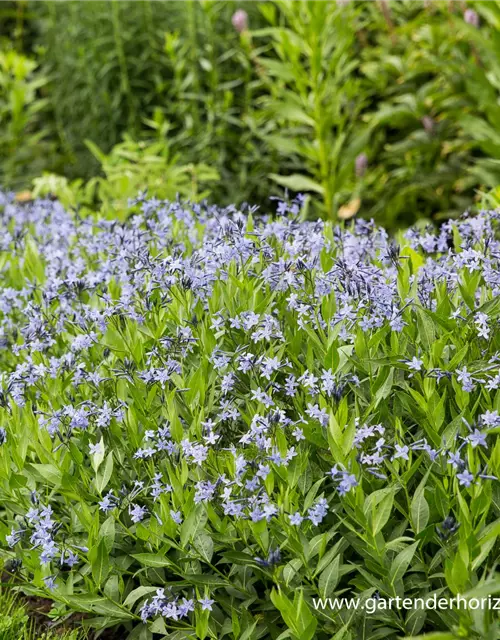 Blausternbusch