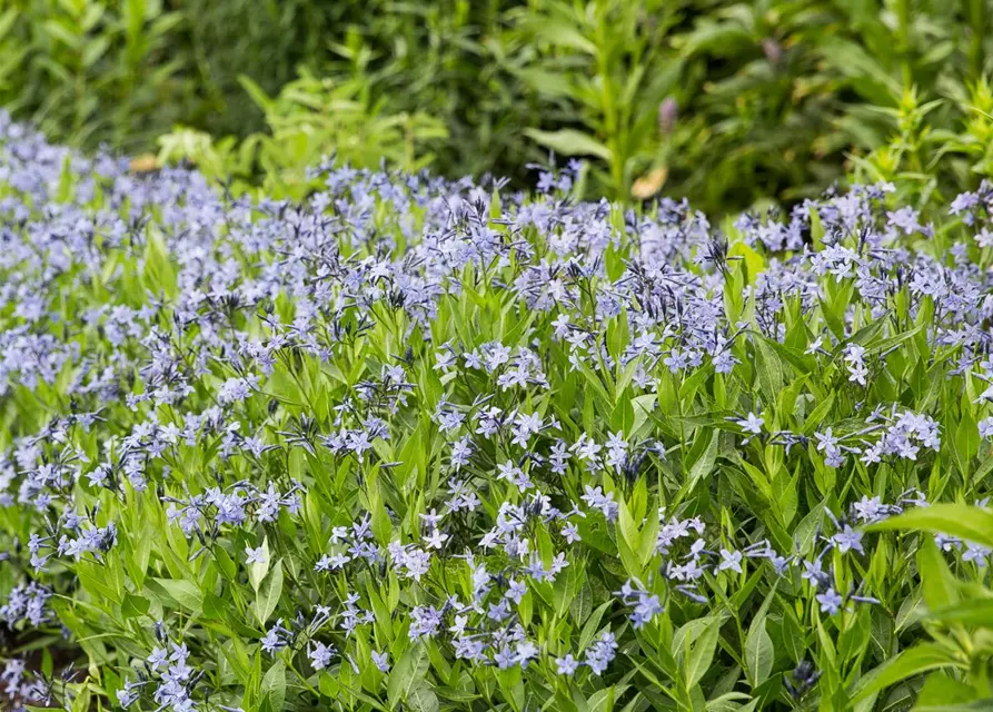 Blausternbusch