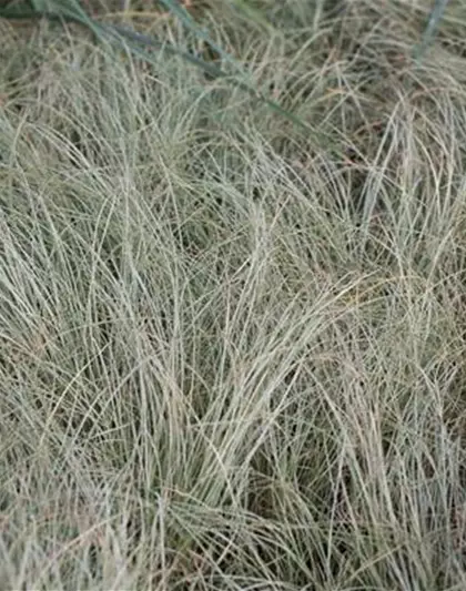 Carex albula 'Frosted Curls'