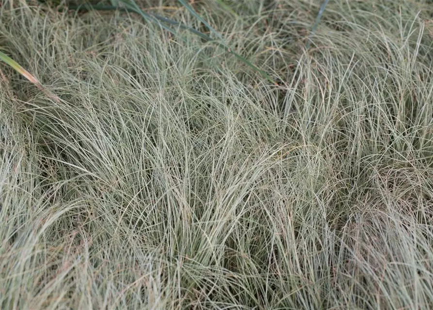 Carex albula 'Frosted Curls'