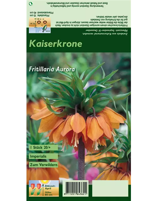 Blumenzwiebel Set 'Orange King'