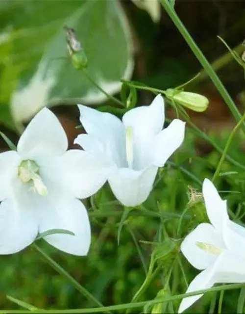 Campanula rotundifolia 'White Gem'