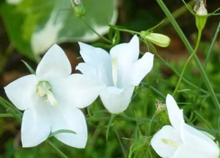 Campanula rotundifolia 'White Gem'