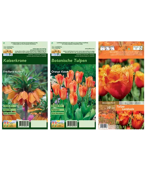 Blumenzwiebel Set 'Orange King'