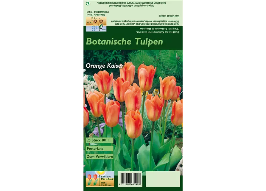 Blumenzwiebel Set 'Orange King'